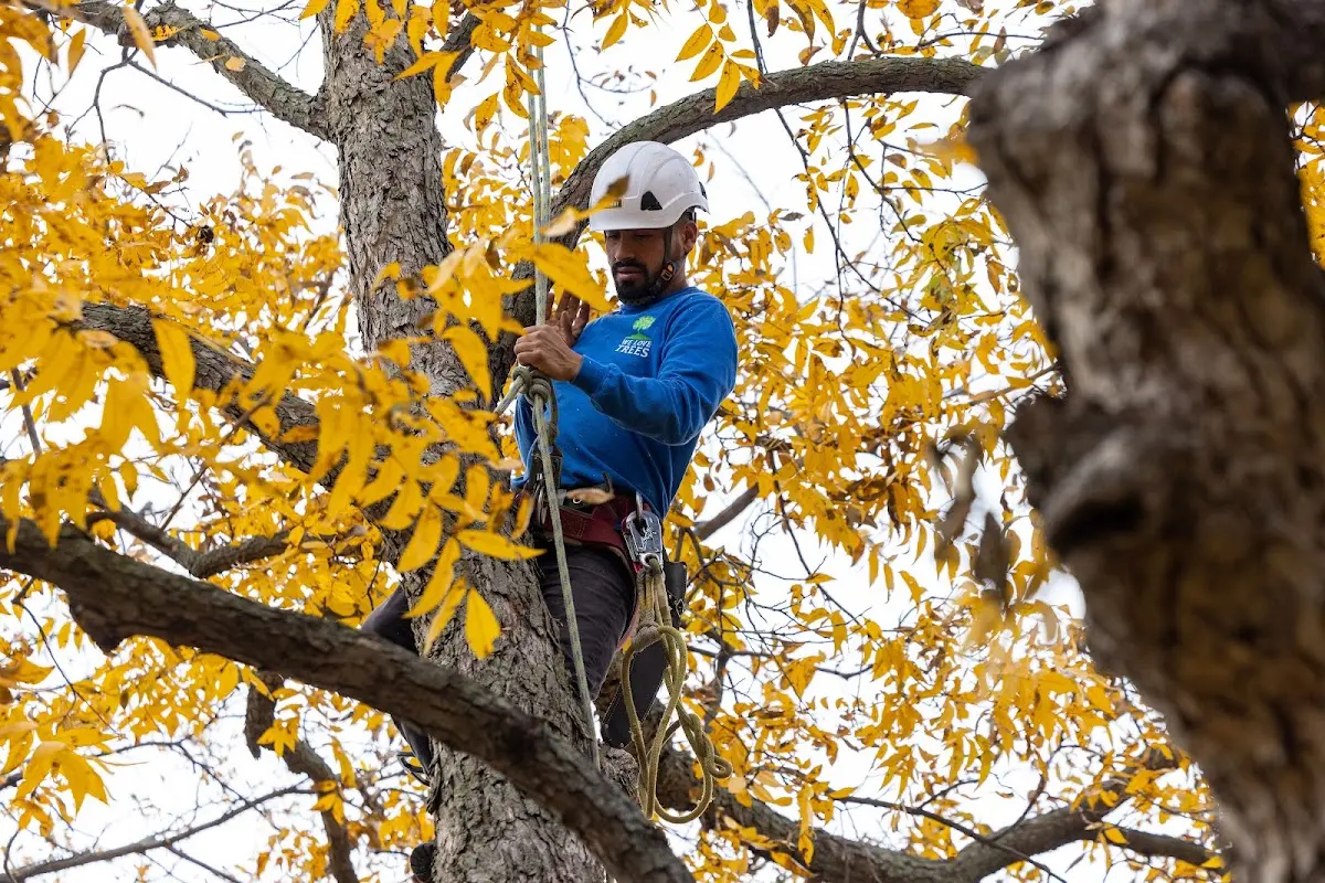 Skilled Emergency Tree Service crew working in Barnhart